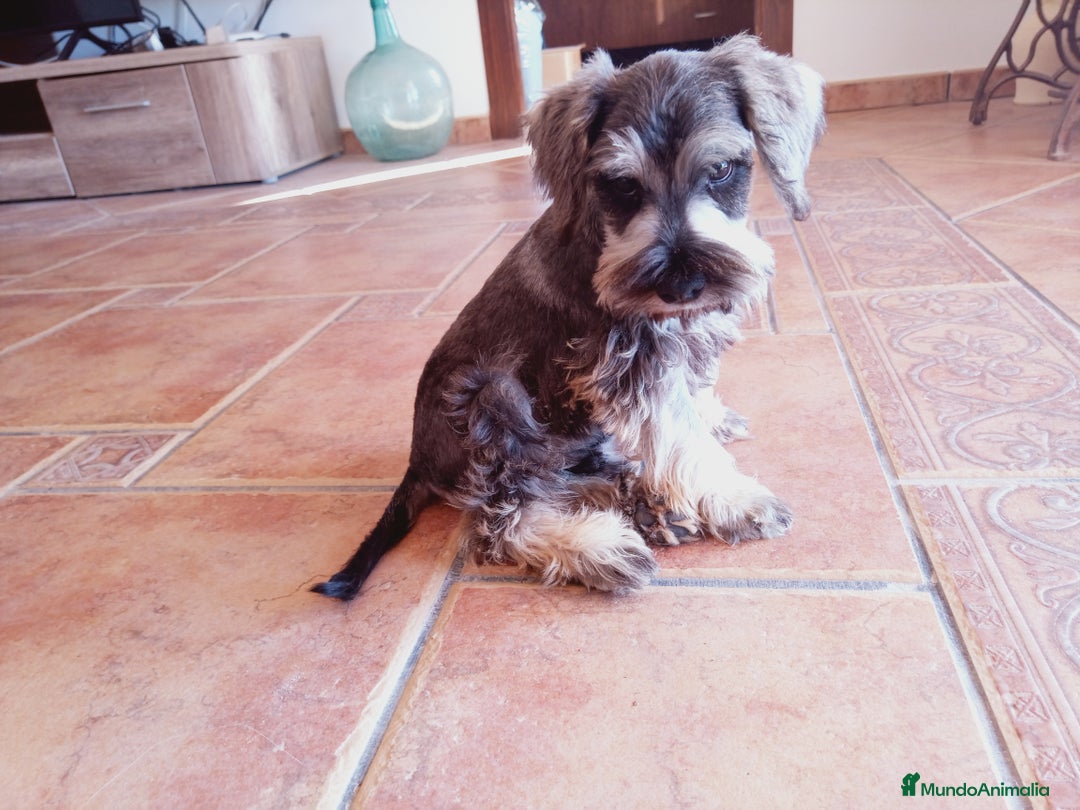 Schnauzer Miniatura perros en venta: Hembrita de Schnauzer negro/plata  - Anuncio 2