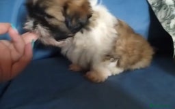 Shih Tzu perros en venta: Machitos de Shih-tzu  - Imagen 4