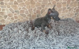 Pinscher Miniatura perros en venta: Pinsher Blue - Imagen 1