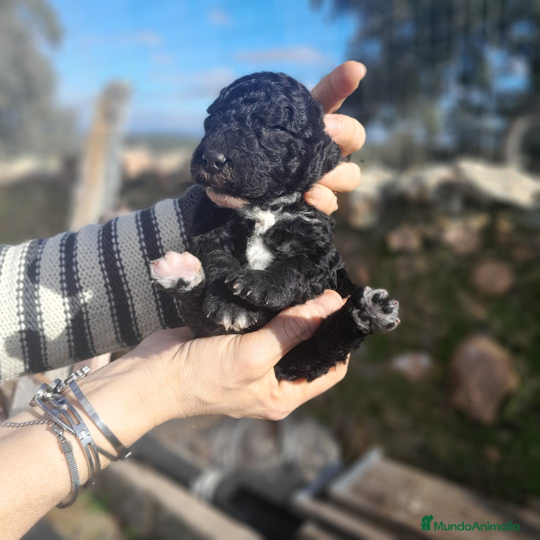 Perro de Agua Español perros en venta: PERRO DE AGUA ESPAÑOL - Anuncio 6