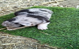 Border Collie perros en venta: Bordes collie - Imagen 5