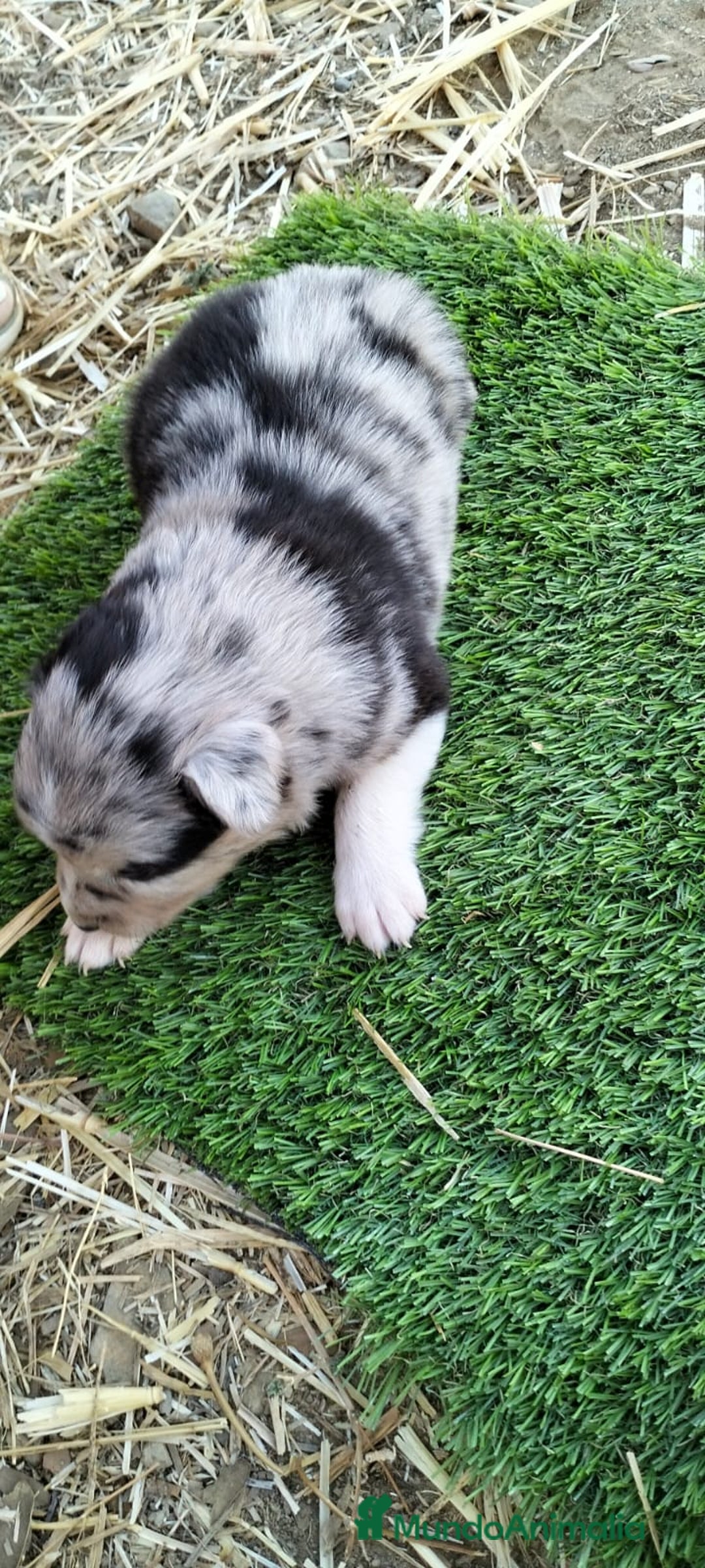 Border Collie perros en venta: Bordes collie - Imagen 5