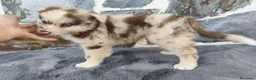 Raza Mixta perros en venta: BORDERPOM (BORDER COLLIE + POMERANIA) - Anuncio 6