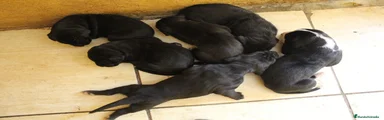 Dogo Alemán 6