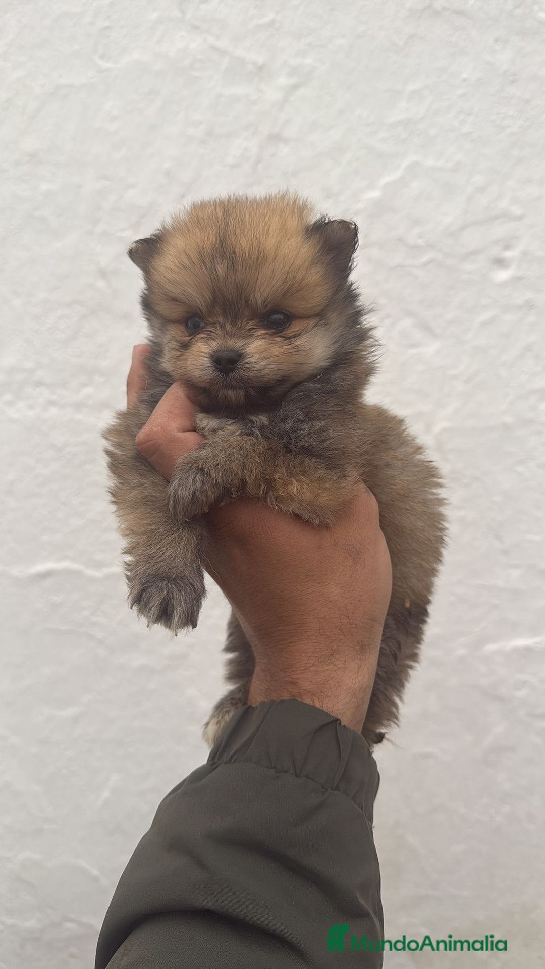 Pomerania perros en venta: CACHORROS DE POMERANIA TOY - Anuncio 1