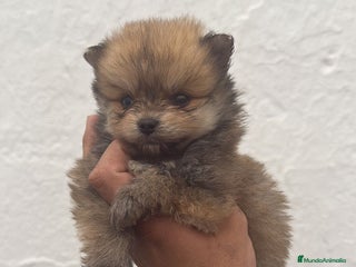 Pomerania perros CACHORROS DE POMERANIA TOY - Anuncio 1