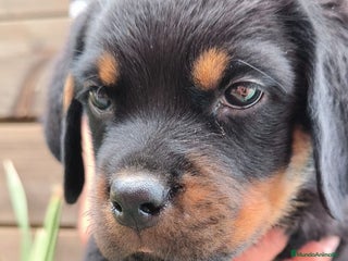 Rottweiler perros - Anuncio 22