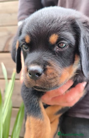 Rottweiler perros - Anuncio 1