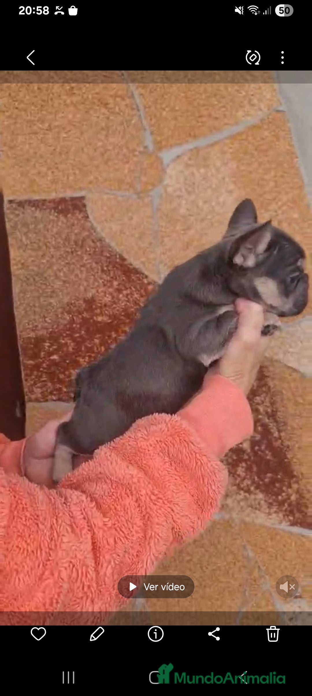 Bulldog Francés perros en venta: ‼️‼️BULLDOG FRANCES - Imagen 2