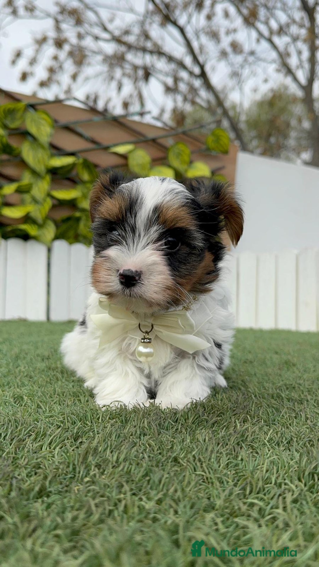 Yorkshire Terrier perros en venta: YORKSHIRE BIEWER - Anuncio 25