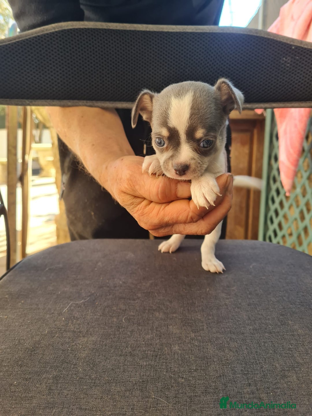 Chihuahua perros en venta: Chihuahua toy - Anuncio 12