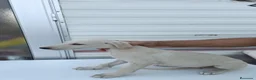 Galgo Español perros en venta: camada galgo español - Anuncio 6