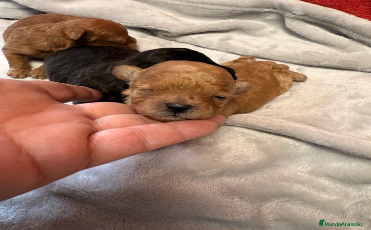 Shihpoo perros - Anuncio 1