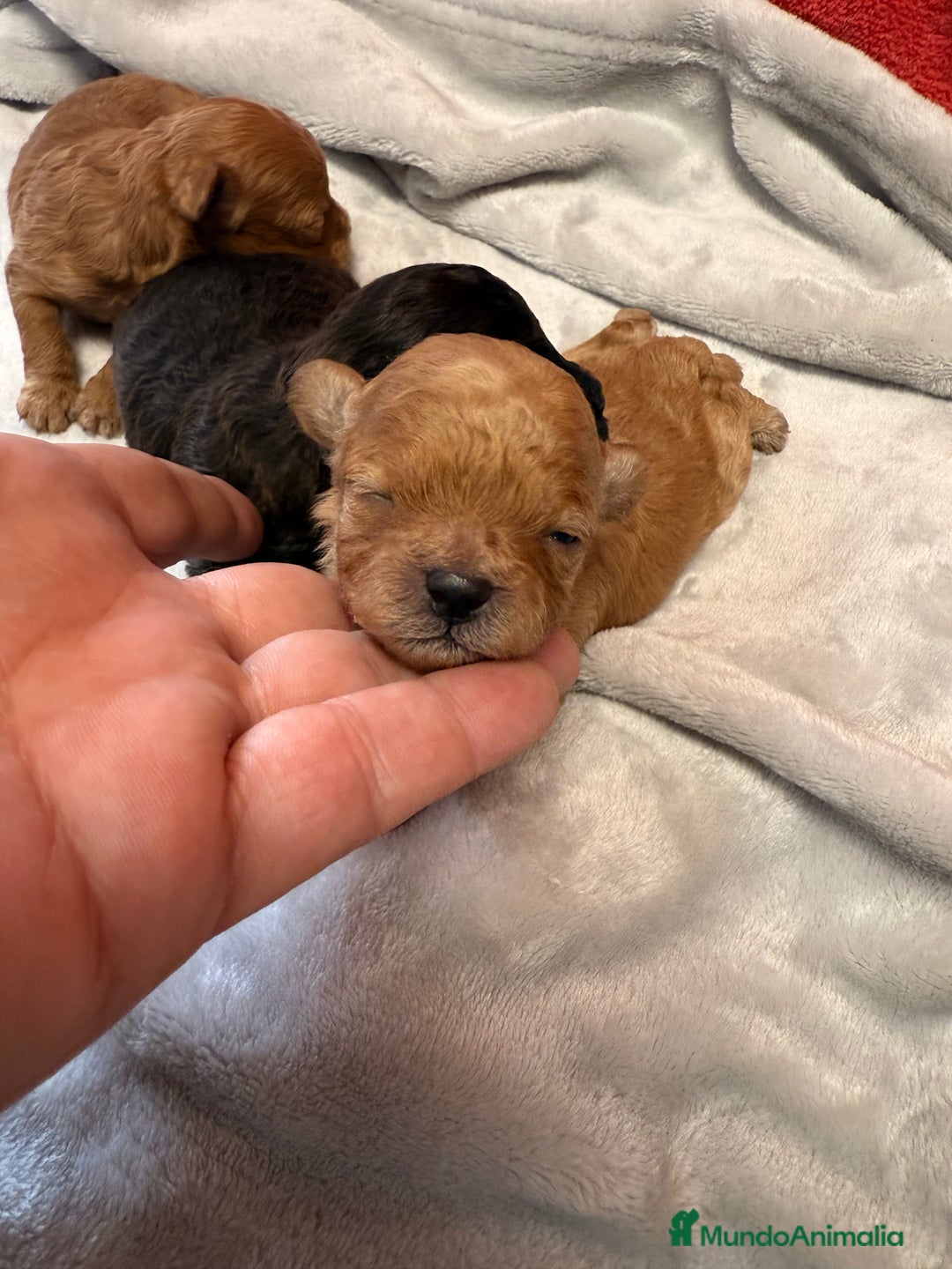 Shihpoo perros en venta: Preciosos ShihPoos de varios colores - Imagen 1