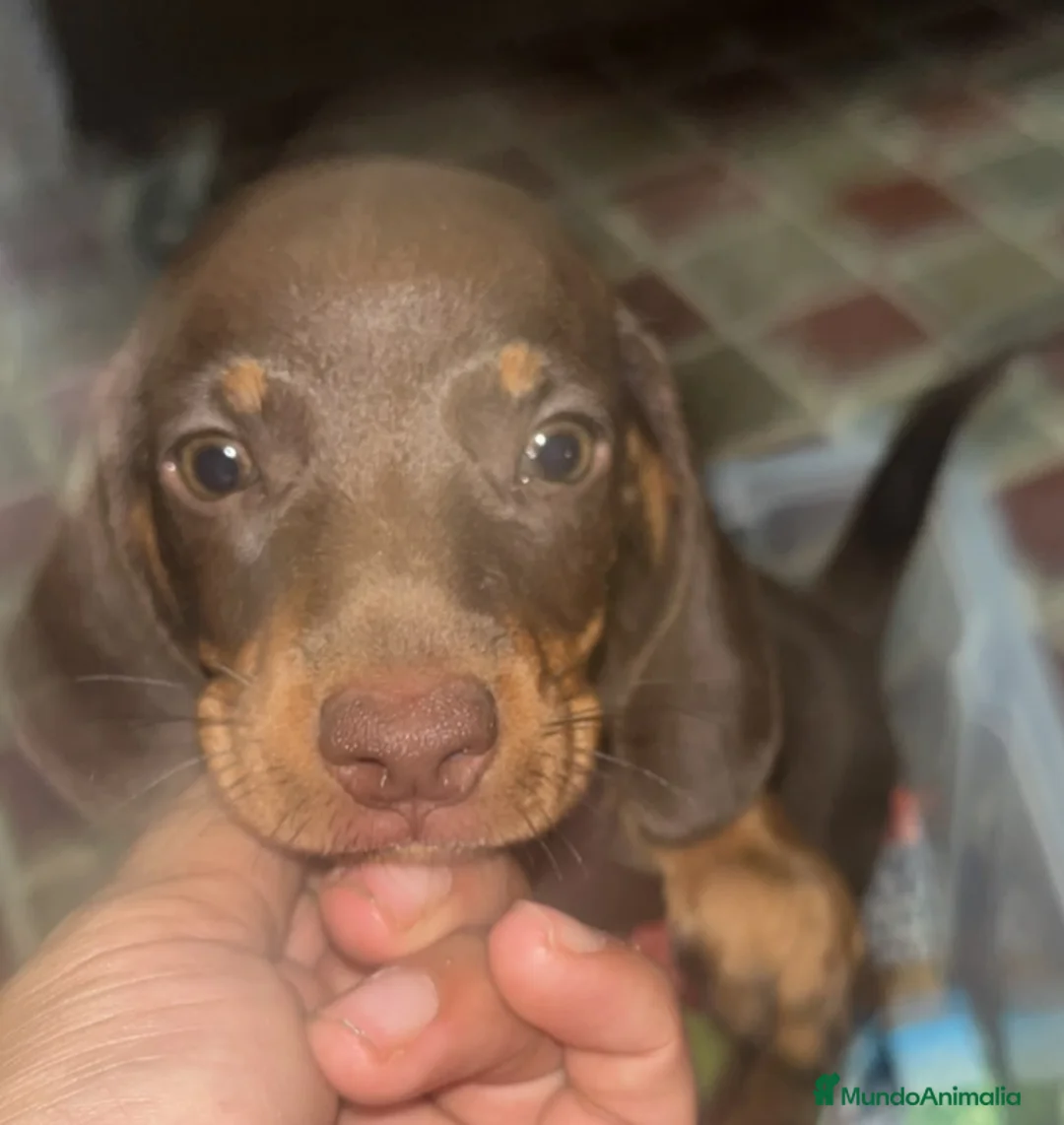 Teckel Miniatura perros en venta: Cachorrito teckel miniatura chocolate - Anuncio 2