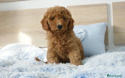 Caniche Enano perros en venta: CANICHE ENANO ROJO - Imagen 3