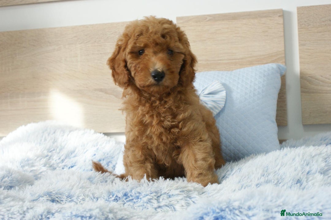 Caniche Enano perros en venta: CANICHE ENANO ROJO - Imagen 3