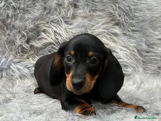 Teckel Miniatura perros TECKEL MINIATURA NEGRO Y FUEGO en Barcelona - Anuncio 34