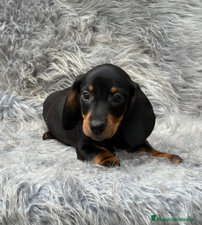 Teckel Miniatura perros en Barcelona - Anuncio 10