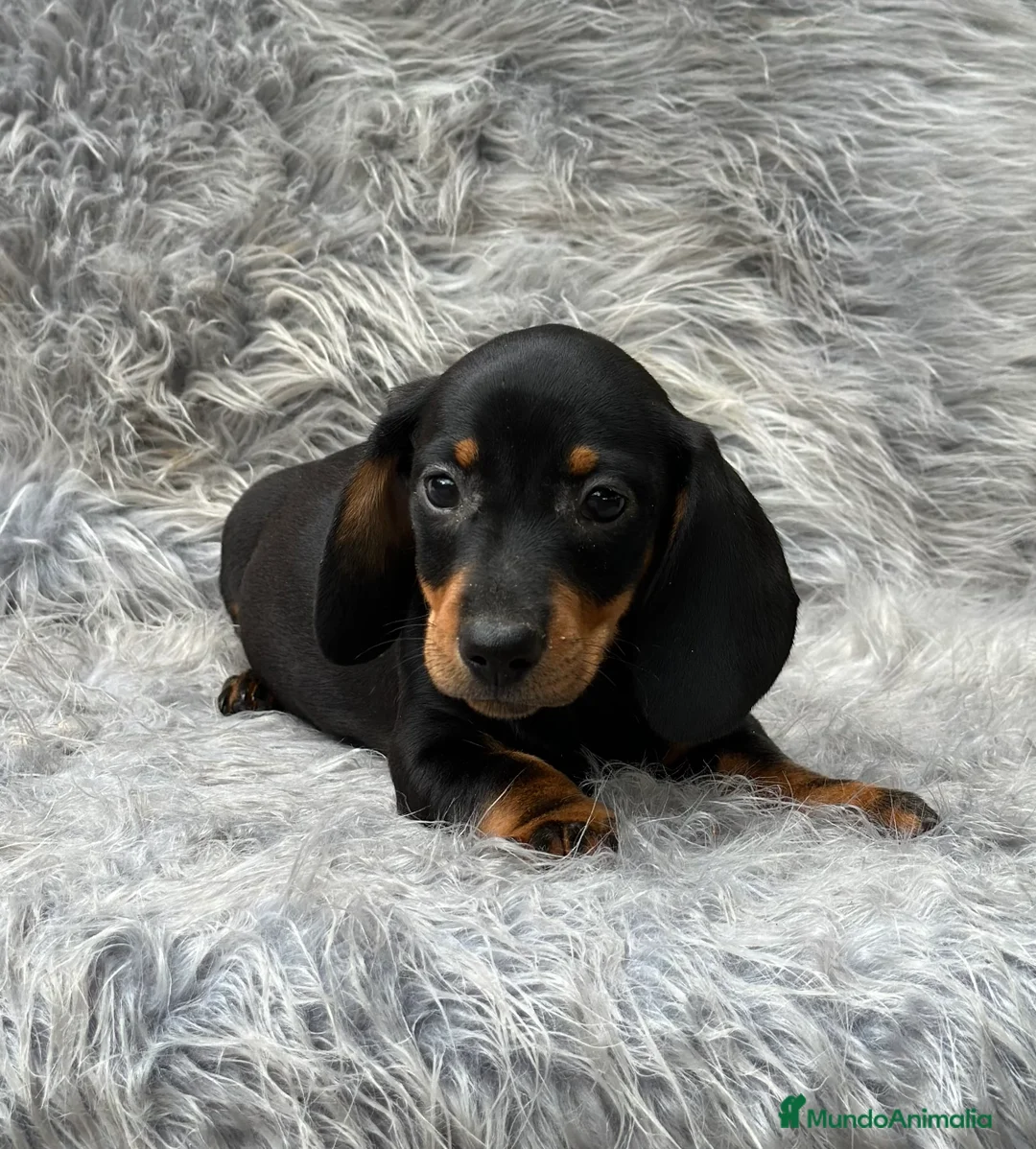 Teckel Miniatura perros en venta: TECKEL MINIATURA NEGRO Y FUEGO en Barcelona - Anuncio 1