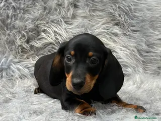 Teckel Miniatura perros TECKEL MINIATURA NEGRO Y FUEGO en Barcelona - Anuncio 28