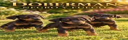 Dobermann perros en venta: HEMBRA DE DOBERMAN NEGRO FUEGO  - Anuncio 1