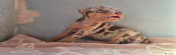 Pinscher Miniatura perros en venta: Cachorros Pinscher Miniatura  - Anuncio 3