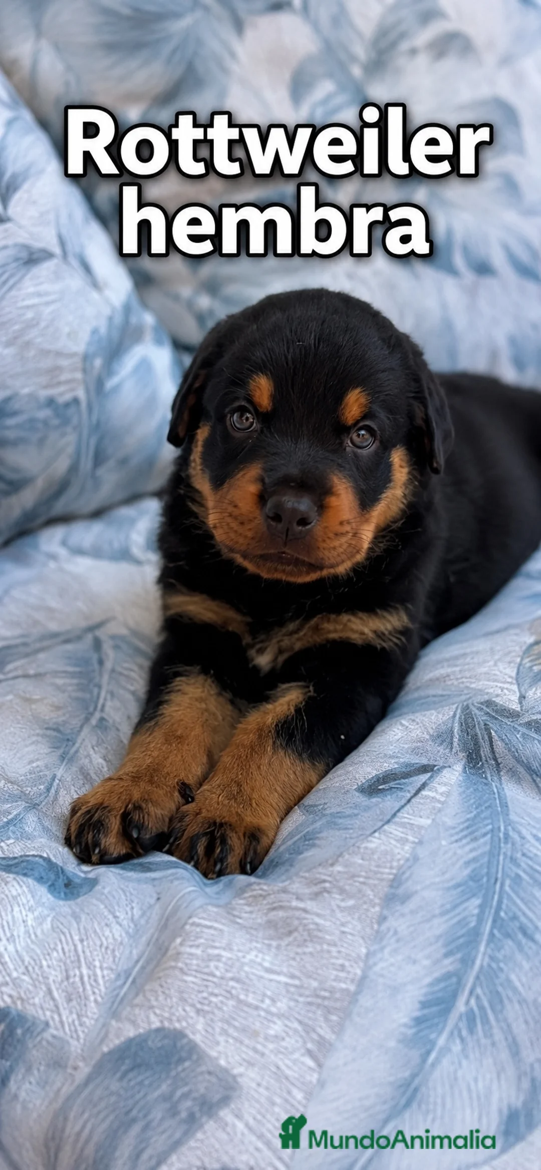 Rottweiler perros en venta: Hembra Rottweiler disponible  - Anuncio 1