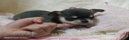 Chihuahua perros en venta: Chihuhuas toy  - Anuncio 7