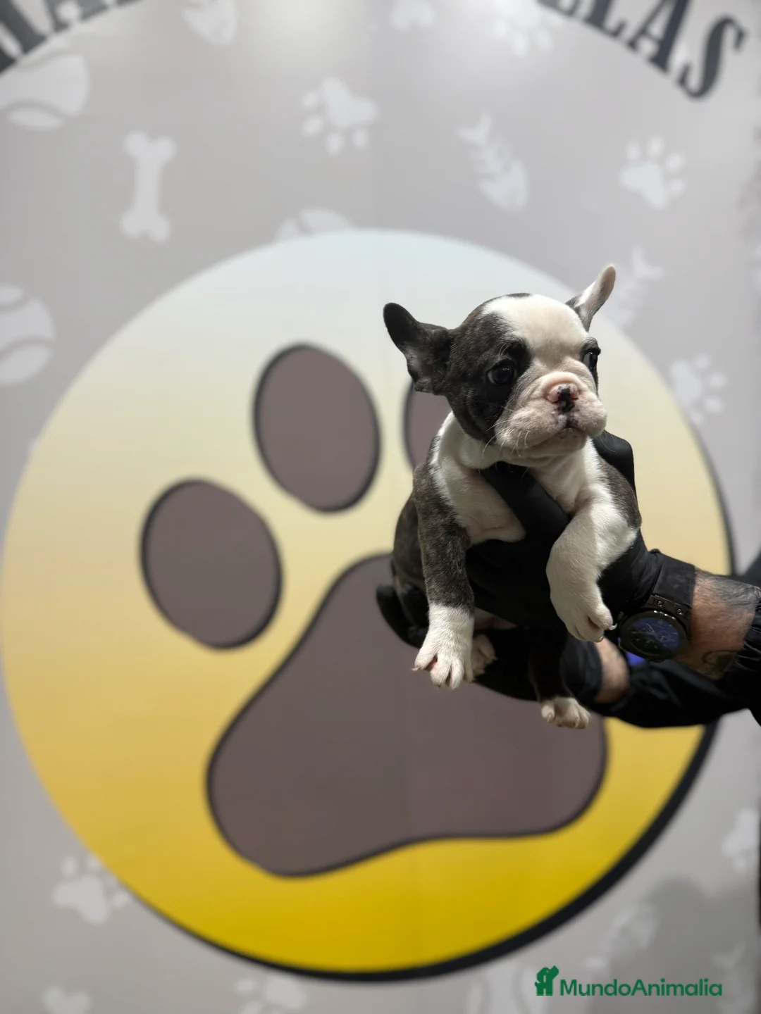 Bulldog Francés perros en venta: 😍✨ HEMBRITA BULLDOG FRANCÉS – GEN COLOR HUSKY ✨😍 - Anuncio 2