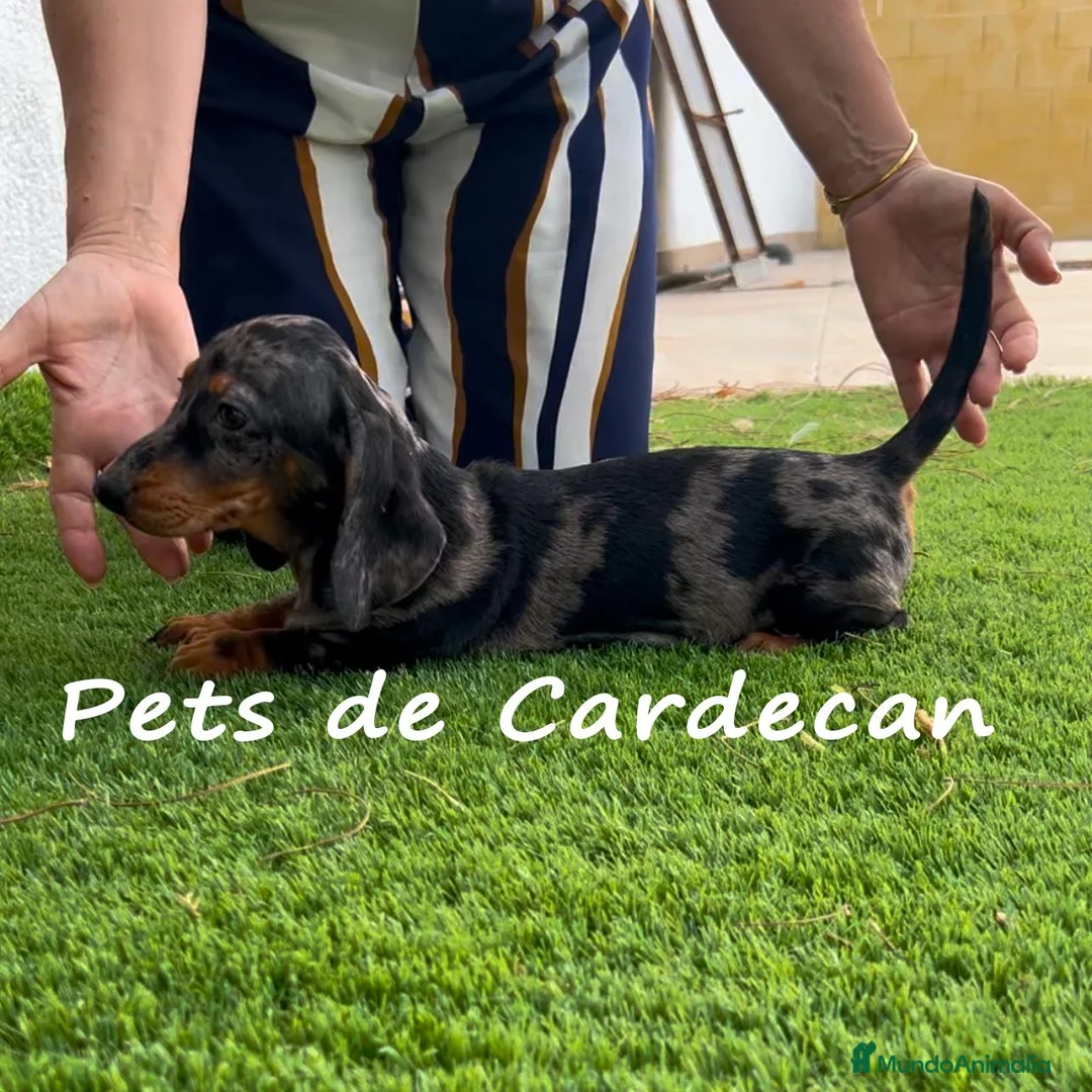 Teckel perros en venta: TECKEL ARLEQUÍN MACHO - Anuncio 2