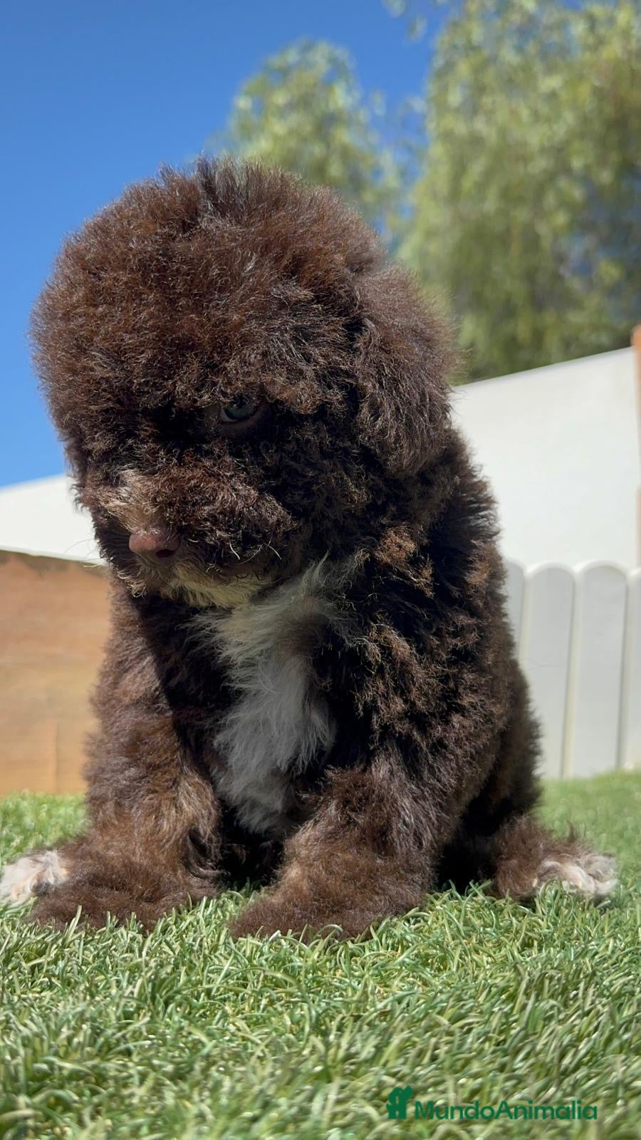 Perro de Agua Español perros en venta: PERRO DE AGUA ESPAÑOL - Anuncio 14