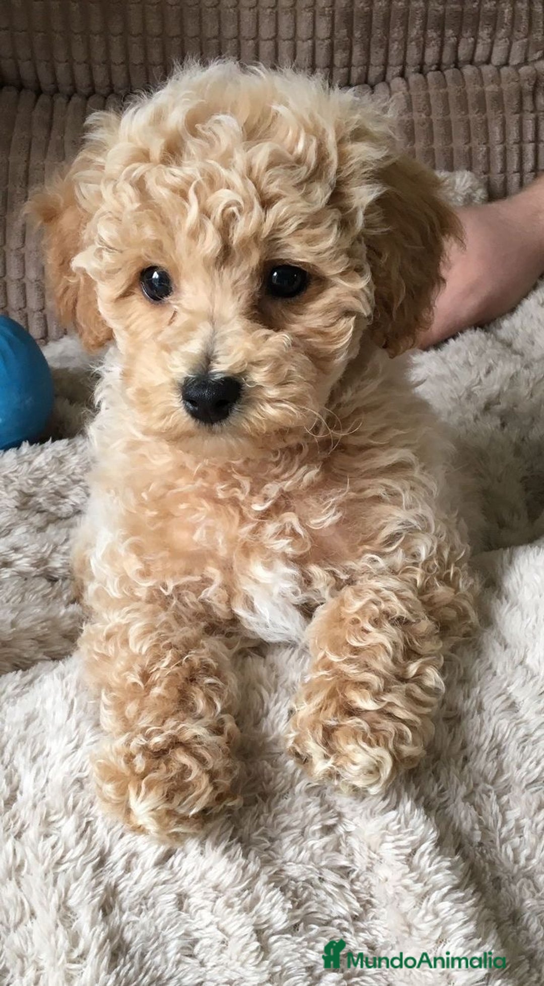 Caniche Toy perros en venta: CAMADA CANICHE TOY APRICOT  - Anuncio 1