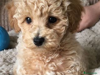 Caniche Toy perros CAMADA CANICHE TOY APRICOT - Anuncio 29