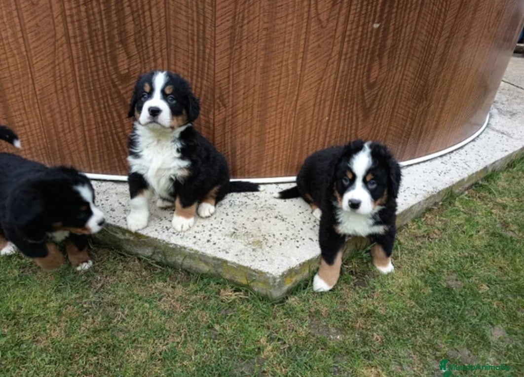 Boyero de Berna perros Boyero de berna  - Anuncio 1