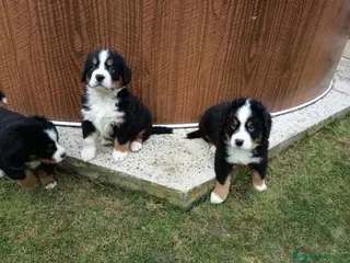 Boyero de Berna perros Boyero de berna - Anuncio 1