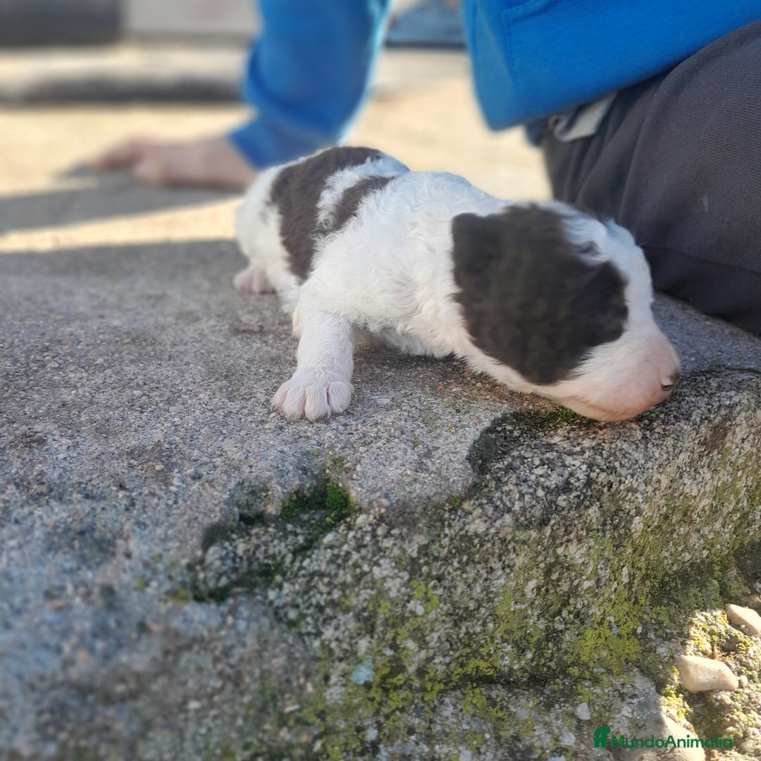 Perro de Agua Español perros en venta: PERRO DE AGUA ESPAÑOL - Anuncio 1