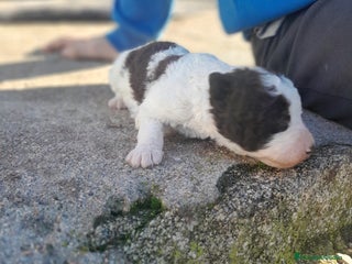 Perro de Agua Español perros PERRO DE AGUA ESPAÑOL - Anuncio 2