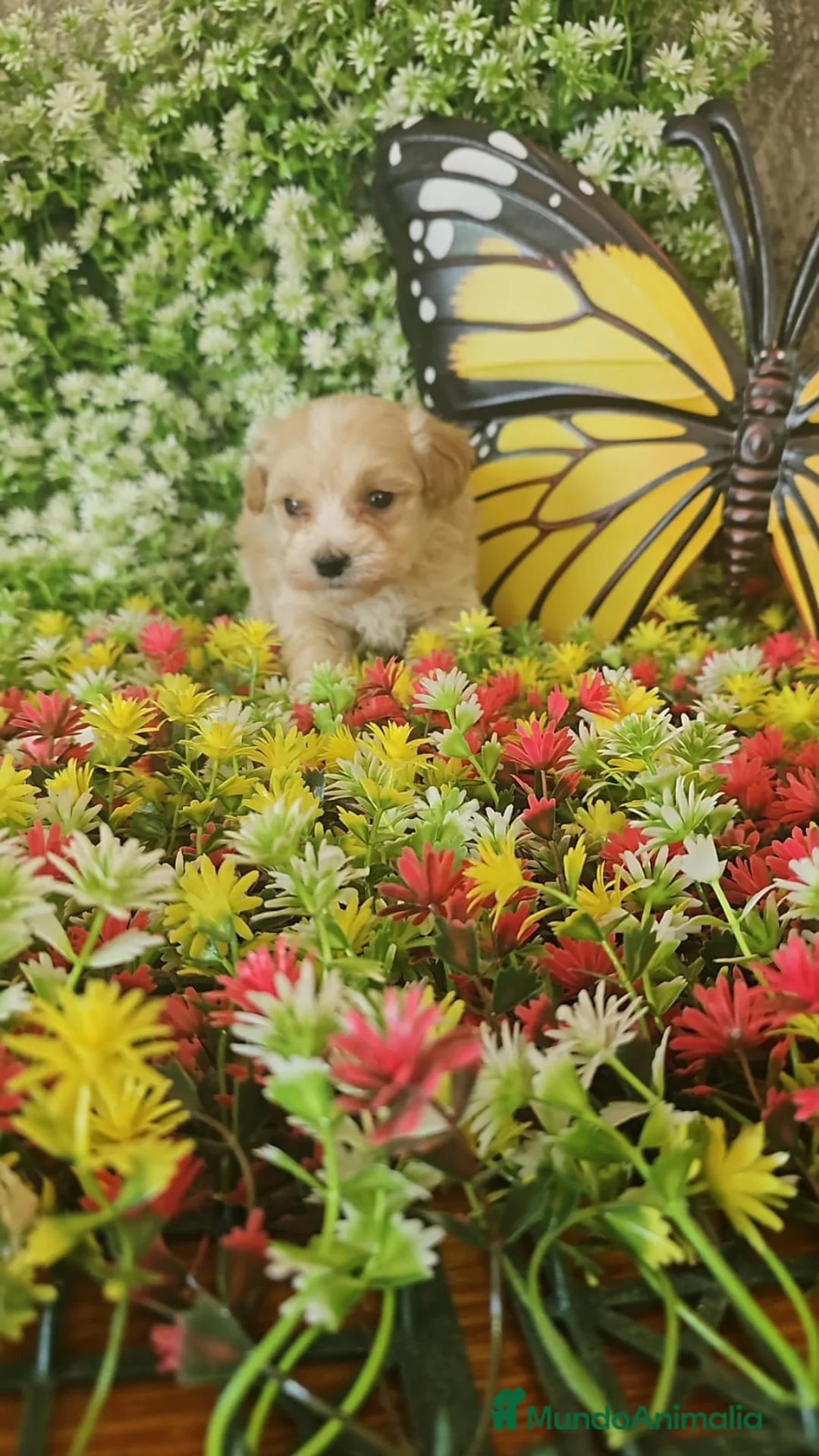 Maltipoo perros en venta: CAMADA DE MALTIPOO  en Málaga - Anuncio 3