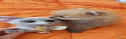 Pomerania perros en venta: Lulú de Pomerania  - Anuncio 9