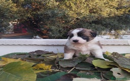 Border Collie perros en venta: GRAN CAMADA DE BORDER COLLIE - Imagen 24