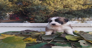 Border Collie perros - Anuncio 9