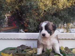 Border Collie perros - Anuncio 23