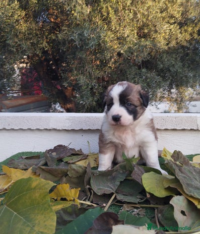 Border Collie perros - Anuncio 1
