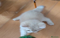 Británico de Pelo Corto gatos en venta: British shorthair en variedad golden - Imagen 11