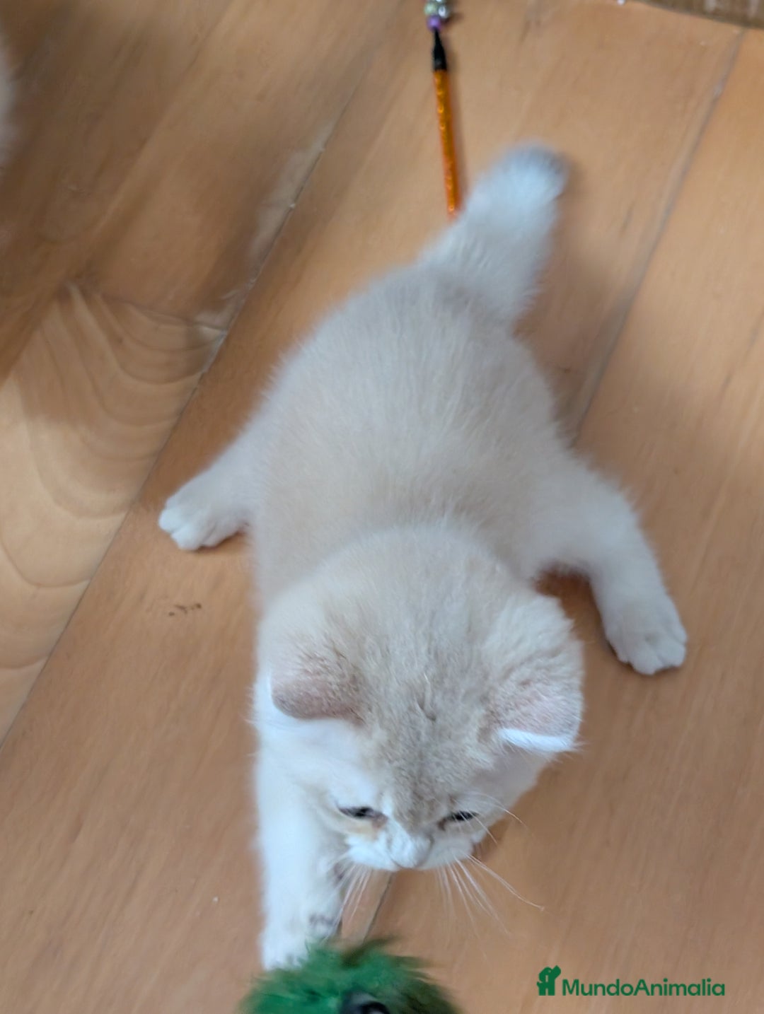 Británico de Pelo Corto gatos en venta: British shorthair en variedad golden - Imagen 11