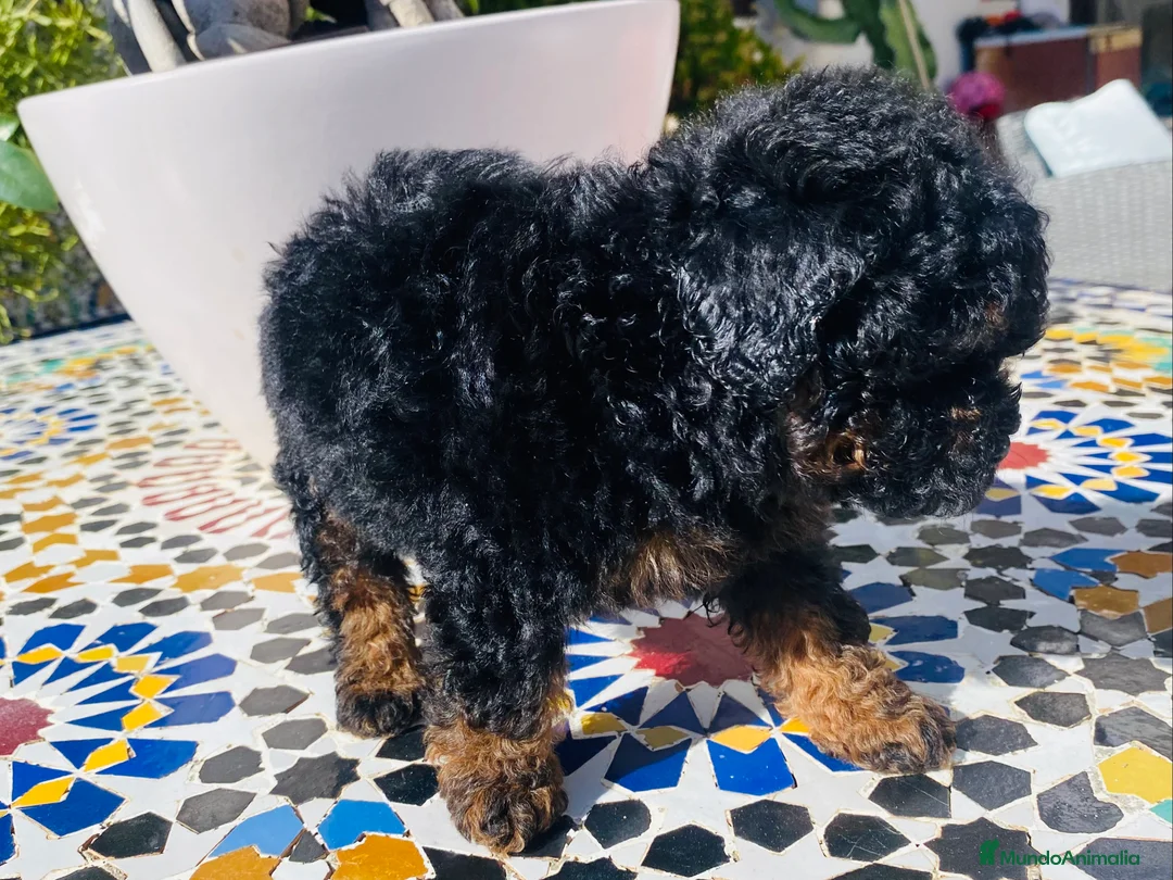 Caniche Toy perros en venta: Caniche Toy - Anuncio 3