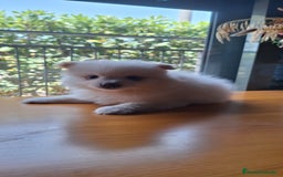 Pomerania perros en venta: Pomerania  - Imagen 4
