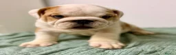 Bulldog Inglés perros en venta: BULLDOG INGLÉS  - Anuncio 6