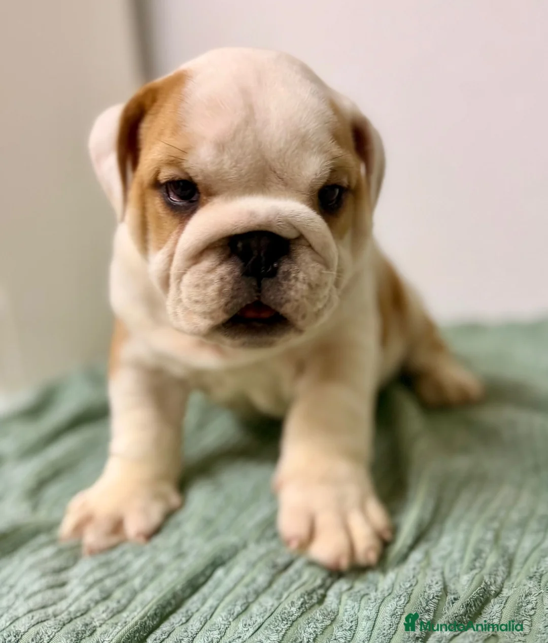 Bulldog Inglés perros en venta: BULLDOG INGLÉS  - Anuncio 6
